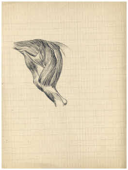 Visualizza l'immagine "FD Album 7, 13 v."